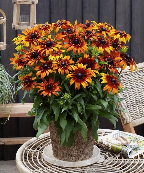 Rudbeckia Summerina ™ Blazing Fire