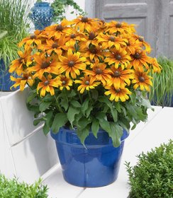 Rudbeckia Summerina Butterscotch Biscuit