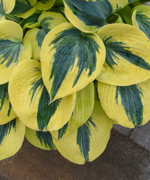 Hosta Shadowland Hosta Shadowland ™ Autumn Frost