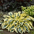 Hosta Shadowland Hosta Shadowland ™ Autumn Frost