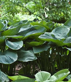 Hosta Shadowland ™ Empress Wu