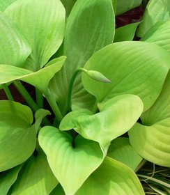 Hosta Sum and Substance