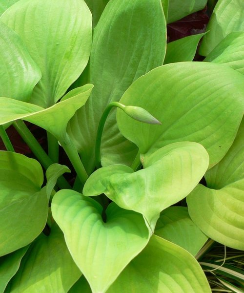 Hosta Sum & Substance