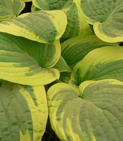 Hosta Wide Brim