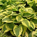 Hosta Wide Brim