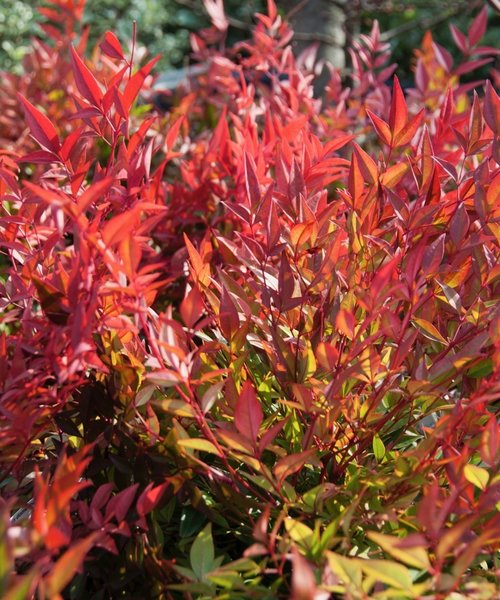 Nandina Gulf Stream