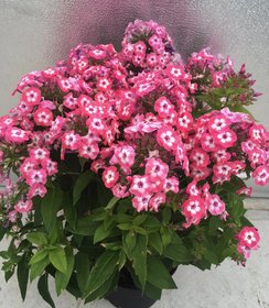 Phlox Famous Coral