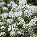 Pachyphragma marcophylla