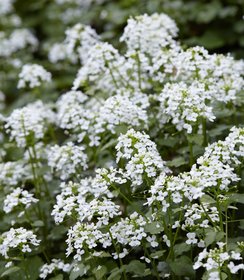 Pachyphragma macrophylla