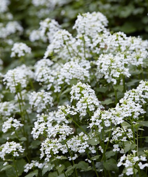 Pachyphragma macrophylla