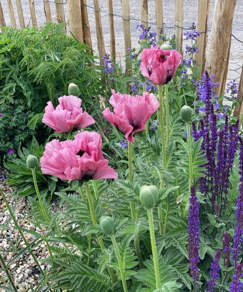 Papaver Pink Perfection