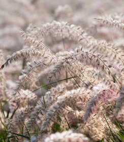 Pennisetum J.S. Dance With Me