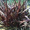 Pennisetum Princess Caroline