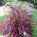 Pennisetum Fireworks