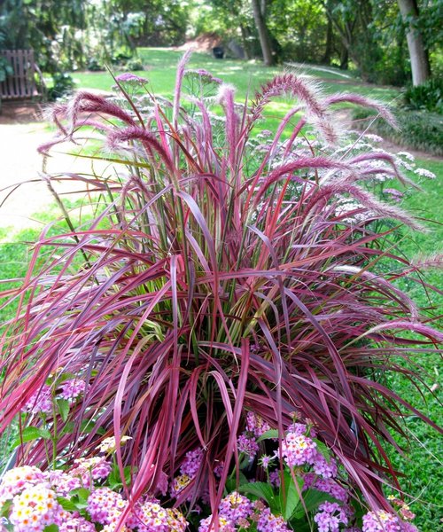 Pennisetum Fireworks