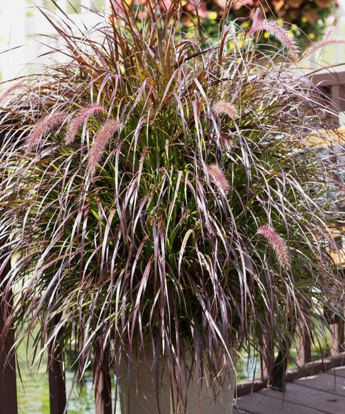 Pennisetum Rubrum