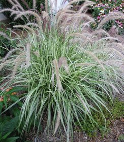 Pennisetum Sky Rocket