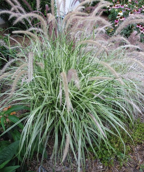 Pennisetum Sky Rocket
