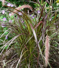 Pennisetum Summer Samba