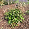 Persicaria Alba Junior