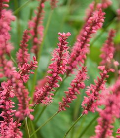 Persicaria Speciosa