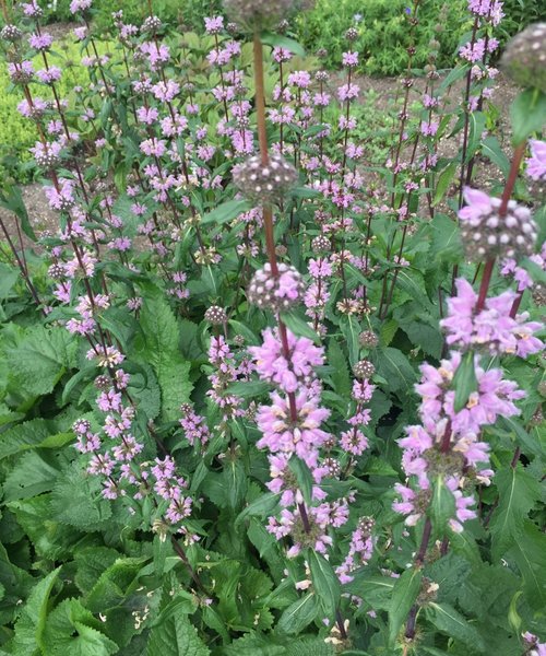 Phlomis Amazone