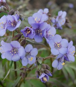 Polemonium Heaven Scent