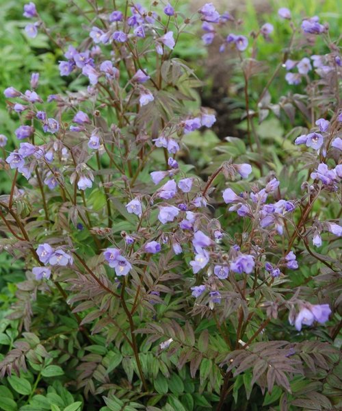 Polemonium Heaven Scent