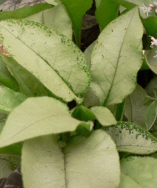 Pulmonaria Majestee