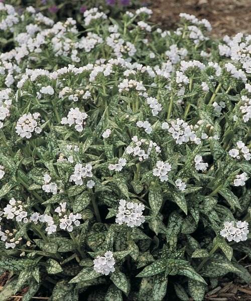 Pulmonaria Opal