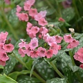 Pulmonaria Pretty in Pink