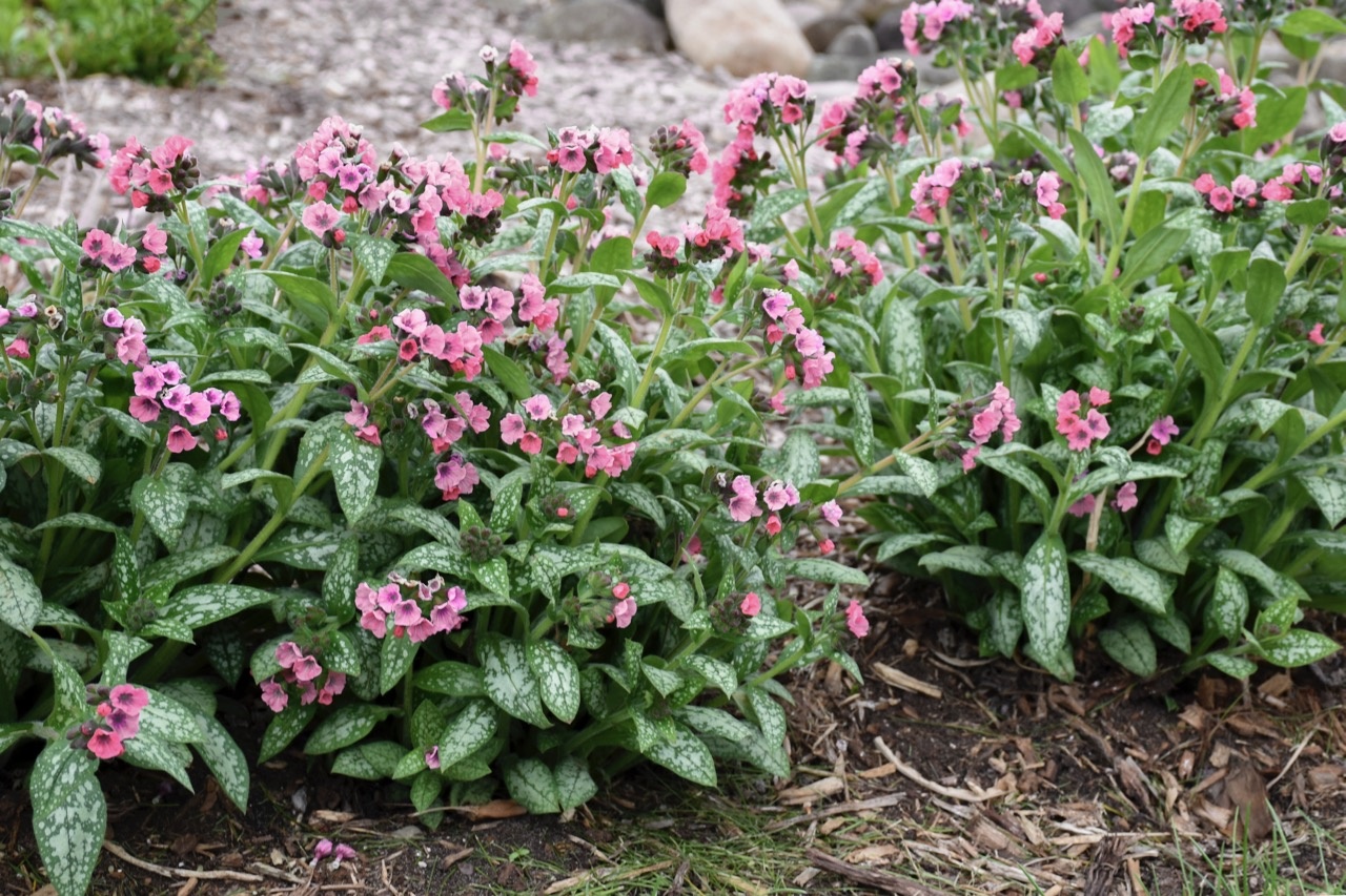 Pulmonaria Pretty In Pink