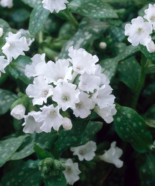 Pulmonaria Sissinghurst White