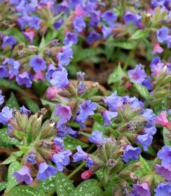 Pulmonaria Trevi Fountain