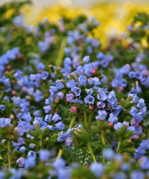 Pulmonaria Twinkle Toes