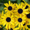 Rudbeckia American Gold Rush