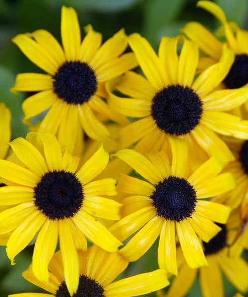 Rudbeckia American Gold Rush