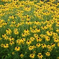 Rudbeckia American Gold Rush