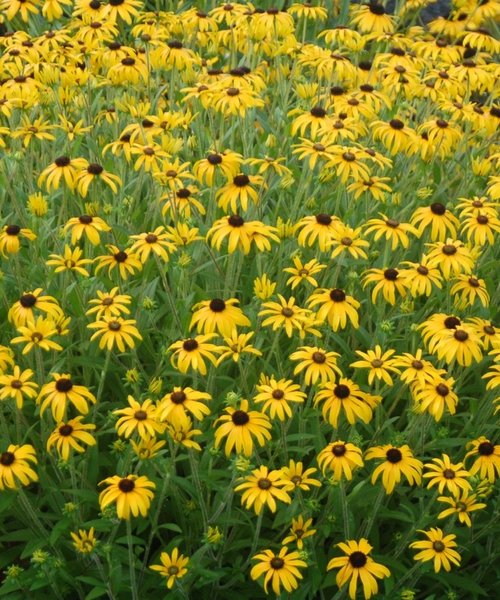 Rudbeckia American Gold Rush