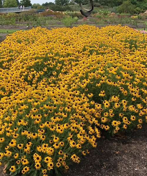 Rudbeckia American Gold Rush