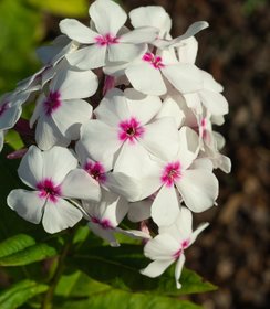 Phlox Famous White Eye