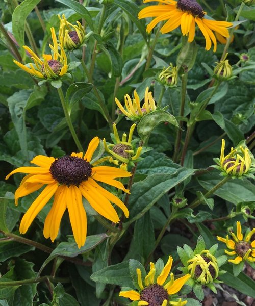 Rudbeckia City Garden