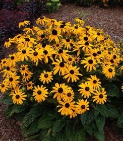 Rudbeckia Early Bird Gold