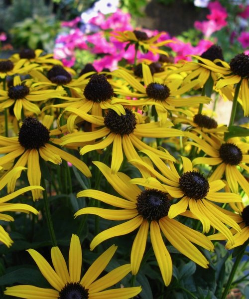 Rudbeckia Little Goldstar