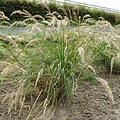 Stipa Allgäu