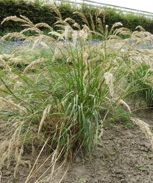 Stipa Allgäu