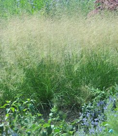 Sporobolus Delicatesse