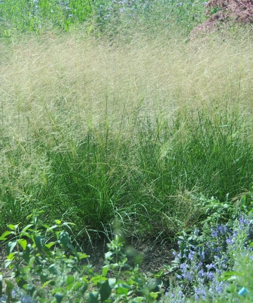 Sporobolus Delicatesse