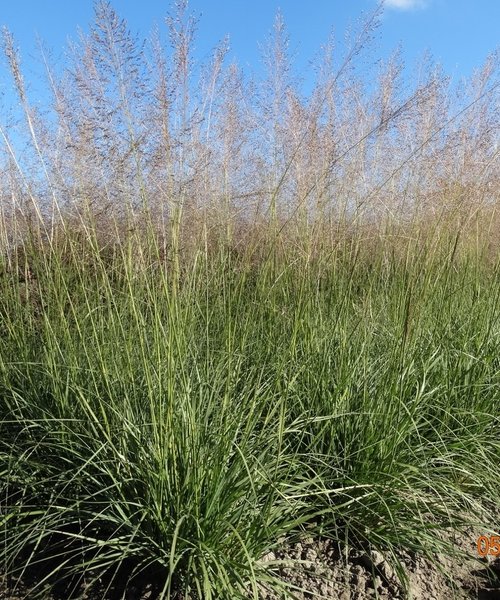 Sporobolus Delicatesse