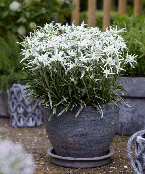 Leontopodium Blossom of Snow